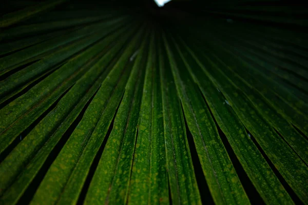 Palmblad Macro Een Groene Achtergrond Achtergrond Textuur Screensaver — Stockfoto