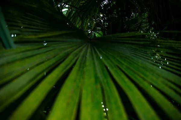 Folha Palmeira Macro Fundo Verde Fundo Textura Screensaver — Fotografia de Stock