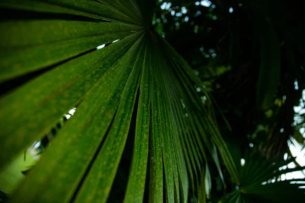 Foglia Palma Macro Sfondo Verde Sfondo Texture Screensaver — Foto Stock