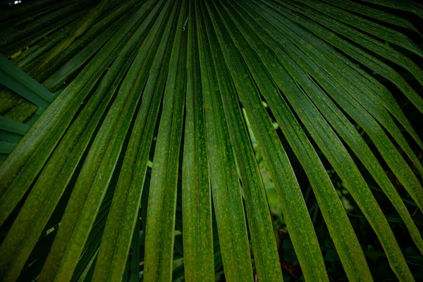 Liść Palmowy Makro Zielonym Tle Wygaszacz Ekranu Tekstury Tła — Zdjęcie stockowe