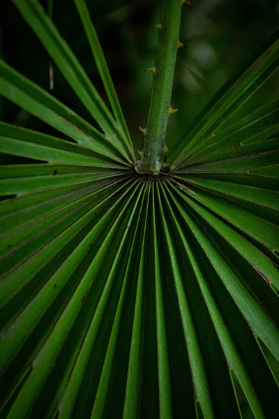 棕榈叶长在绿色的背景上 后台纹理屏幕保护程序 — 图库照片