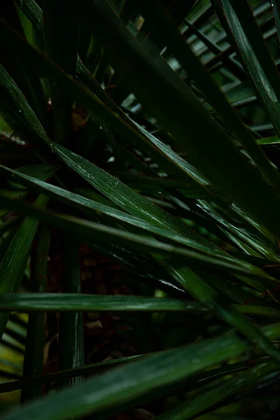 Palmblatt Makro Auf Grünem Hintergrund Hintergrund Textur Bildschirmschoner — Stockfoto