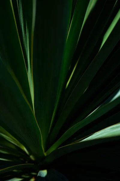 Foglia Palma Macro Sfondo Verde Sfondo Texture Screensaver — Foto Stock
