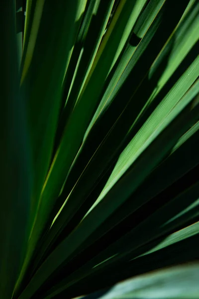 Feuille Palmier Macro Sur Fond Vert Fond Texture Économiseur Écran — Photo