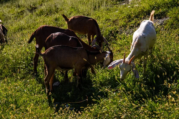 Cabras Fazenda Uma Aldeia Montanha Cabras Montanha Agricultura Nas Montanhas — Fotografia de Stock