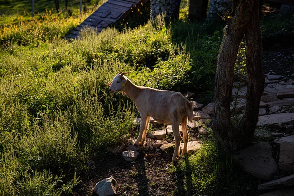 Kozy Farmě Horské Vesnici Horské Kozy Farmaření Horách Kozy Horách — Stock fotografie