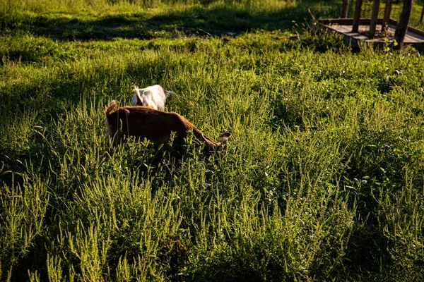 Cabras Granja Pueblo Montaña Cabras Montaña Agricultura Las Montañas Cabras — Foto de Stock