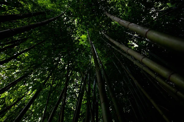 Foresta Bambù Ricoperta Bombuka Verde Natura Cielo Visibile Attraverso Corone — Foto Stock