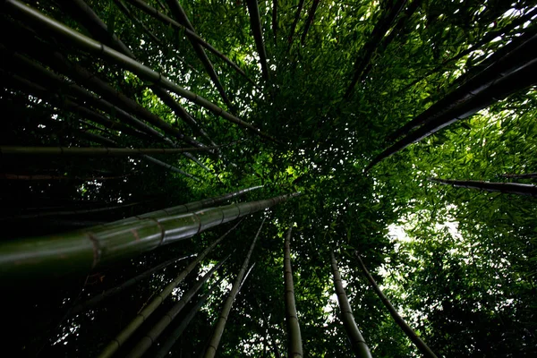 Bambuswald Überwuchert Mit Bombuka Grün Ist Natur Der Himmel Ist — Stockfoto