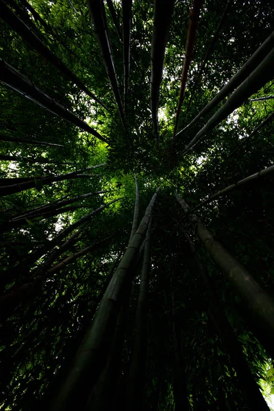 Bamboe Bos Begroeid Met Bombuka Groen Natuur Lucht Zichtbaar Door — Stockfoto