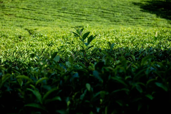 Plantacja Herbaty Górach Liście Herbaty Makrofotografii Herbata Liść Flash Plantacja — Zdjęcie stockowe