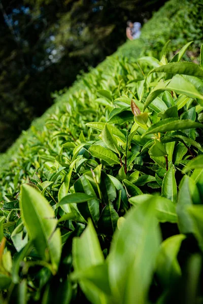 Plantacja Herbaty Górach Liście Herbaty Makrofotografii Herbata Liść Flash Plantacja — Zdjęcie stockowe