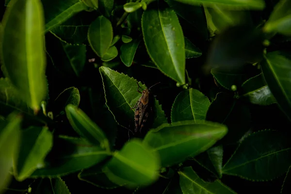 Plantacja Herbaty Górach Liście Herbaty Makrofotografii Herbata Liść Flash Plantacja — Zdjęcie stockowe