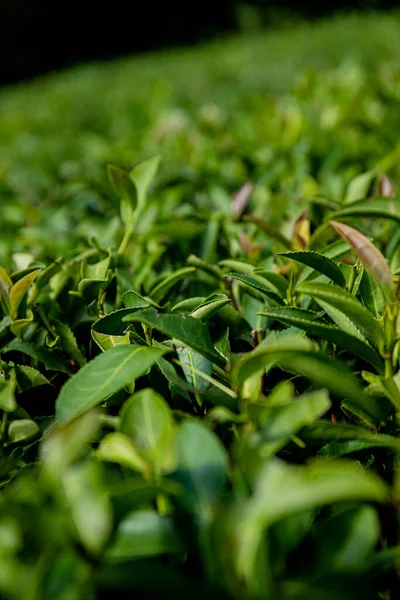 Plantacja Herbaty Górach Liście Herbaty Makrofotografii Herbata Liść Flash Plantacja — Zdjęcie stockowe