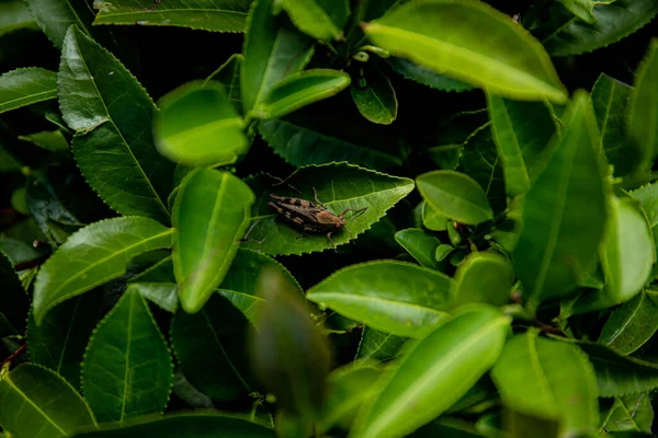 Tea Plantation Mountains Tea Leaves Macro Photography Tea Leaf Flash — Stock Photo, Image