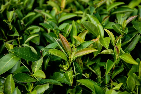 Plantacja Herbaty Górach Liście Herbaty Makrofotografii Herbata Liść Flash Plantacja — Zdjęcie stockowe