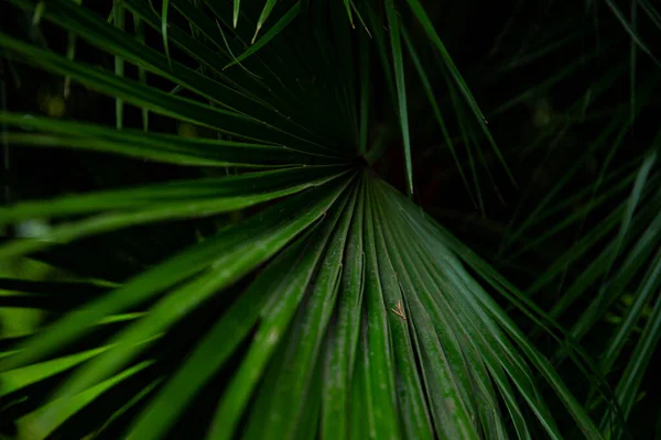 Palmový List Makru Zeleném Pozadí Spořič Obrazovky Textury Pozadí Royalty Free Stock Fotografie