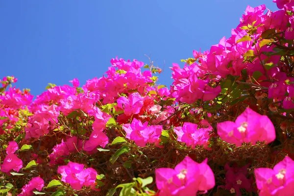 Banner with bright azalea fuchsia color, blue clear sky background, foreground. Flowers and Floristics concept