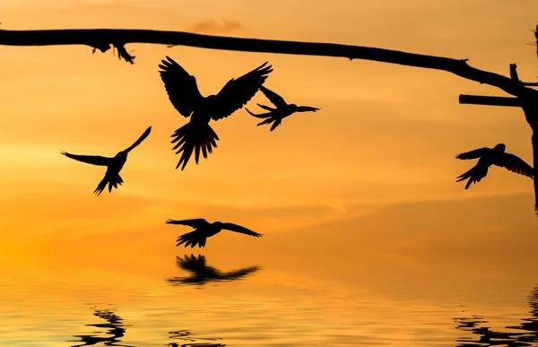Parrots flying in the sky. — Stock Photo, Image