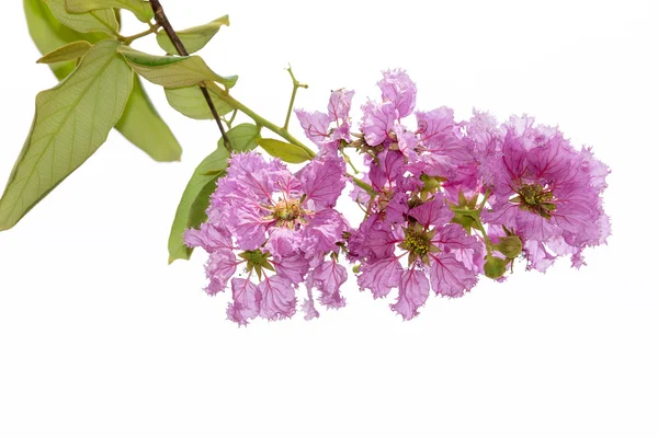 Pride of India çiçekler