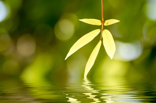 Leaves branches bzckground — Stock Photo, Image