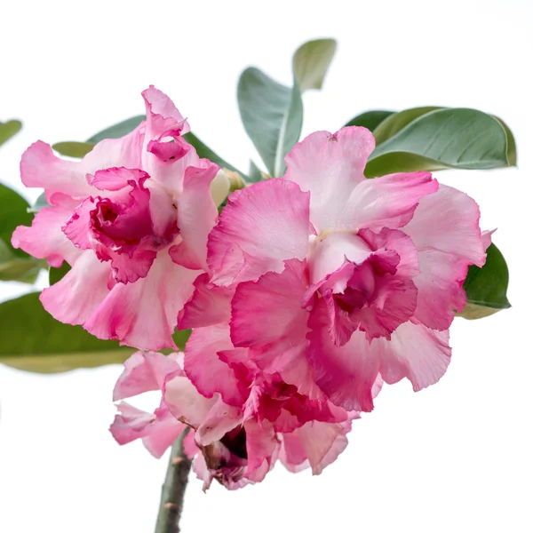 Flor rosa del desierto en el cielo blanco — Foto de Stock