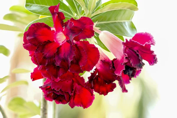 Red Black desert rose flower. — Stock Photo, Image