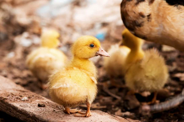 El grupo de patitos — Foto de Stock