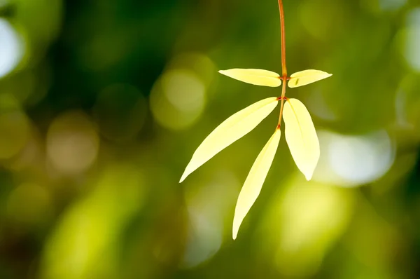 Leaves branches bzckground — Stock Photo, Image