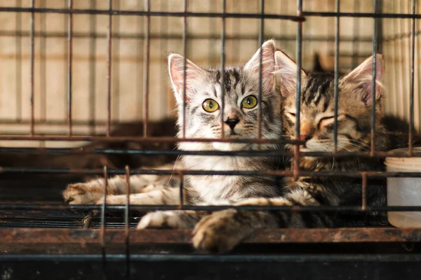 bir kafeste yavru kedi.