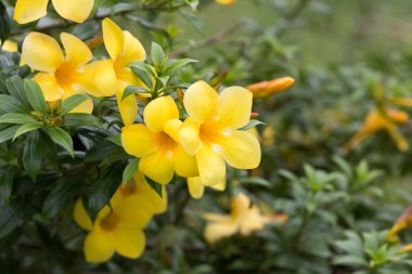 Allamanda veya altın trompet