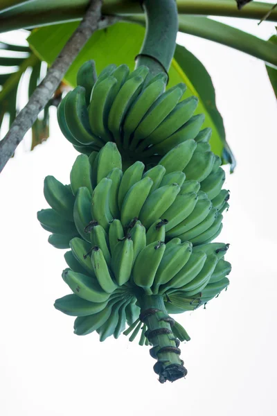 Groene bananen — Stockfoto