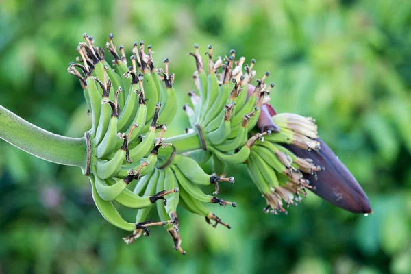 Зелений банан — стокове фото