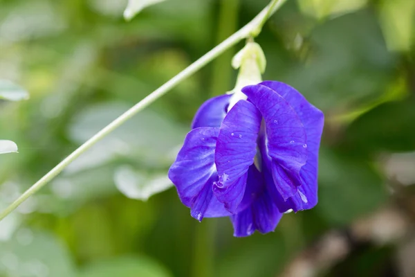 Zonnebloem — Stockfoto