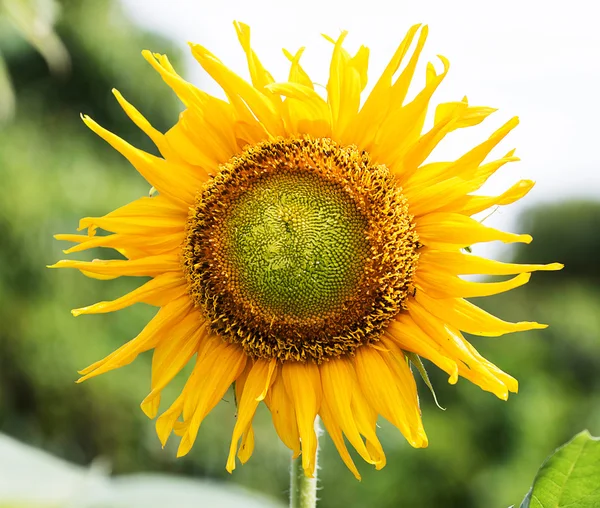 Sonnenblume — Stockfoto