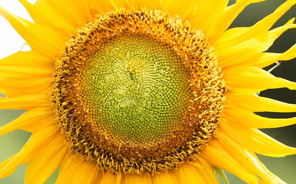 Sonnenblume — Stockfoto