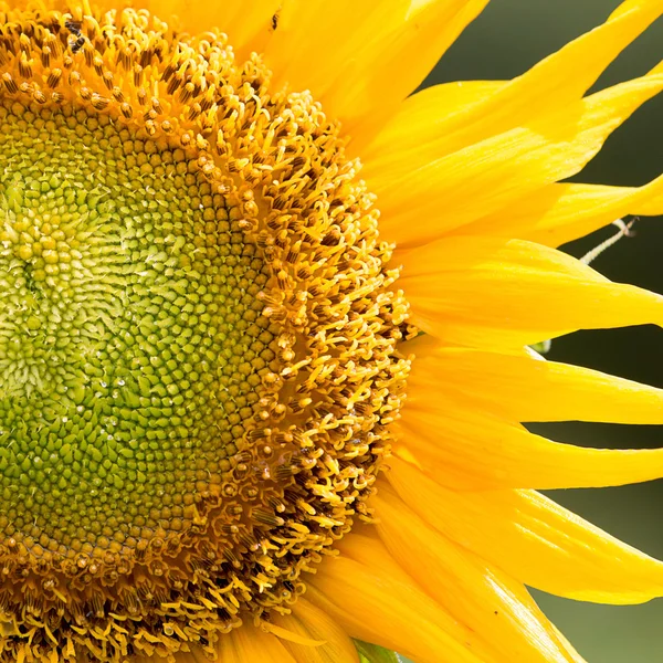 Sonnenblume — Stockfoto