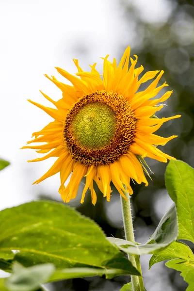 Ayçiçeği — Stok fotoğraf