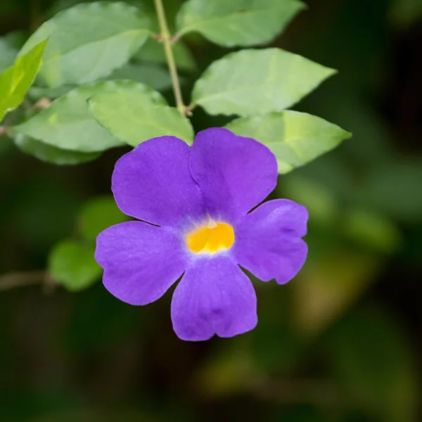 Sonnenblume — Stockfoto