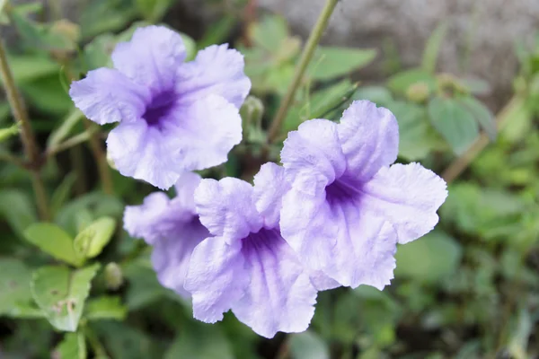 Zonnebloem — Stockfoto