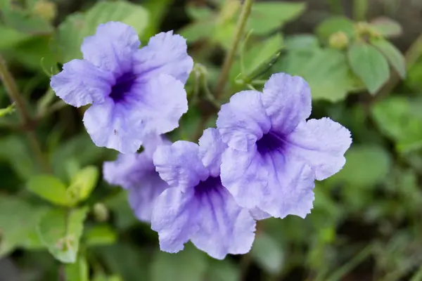 Zonnebloem — Stockfoto