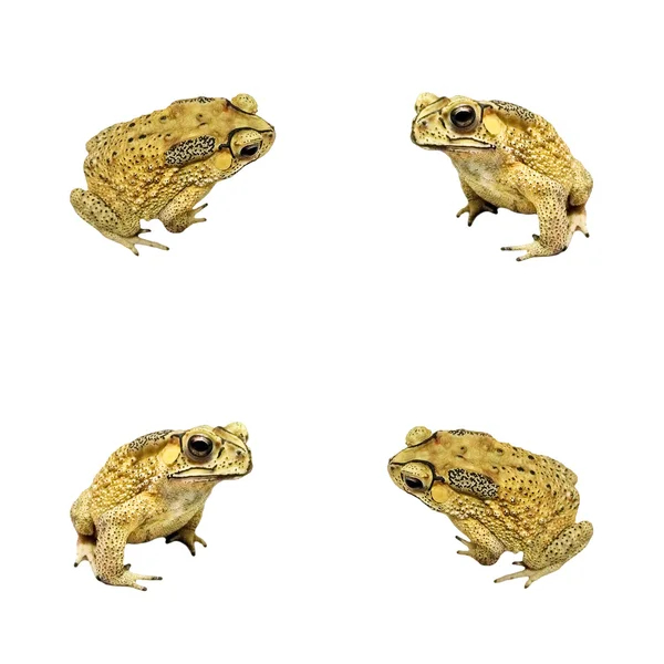 Toad genomen met mobiele telefoon — Stockfoto