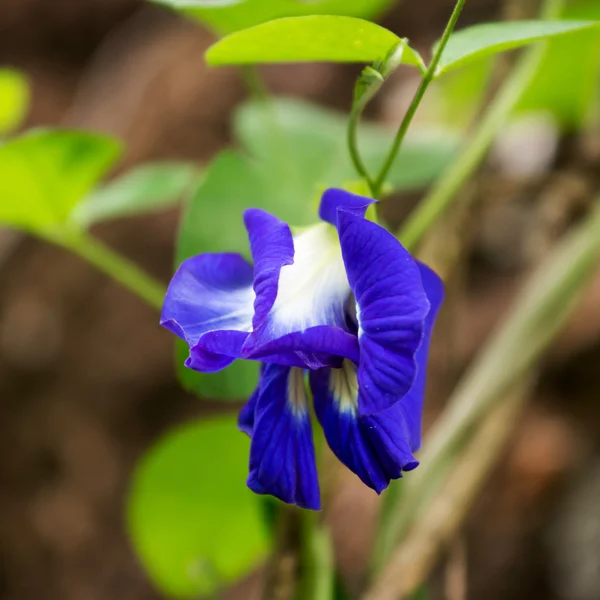 Farfalla Pisello, fiore di pisello blu — Foto Stock