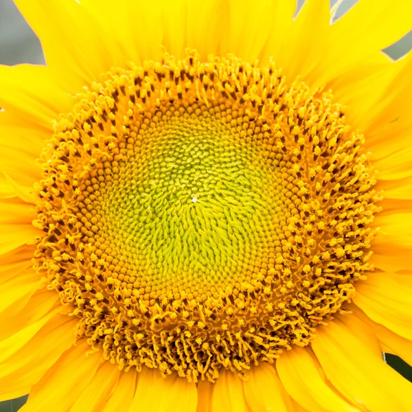 Sonnenblume — Stockfoto