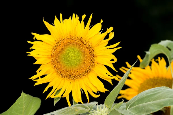 Girasole — Foto Stock