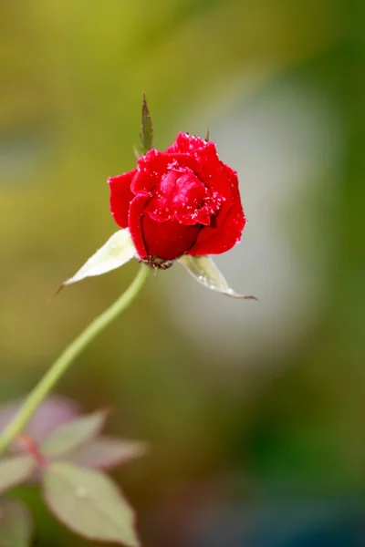 Rosas vermelhas. — Fotografia de Stock