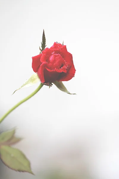 红玫瑰. — 图库照片