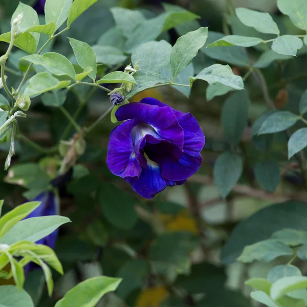 蓝色的蝴蝶豌豆豌豆花 — 图库照片