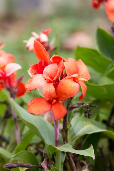 Canna flowers — Stock Photo, Image