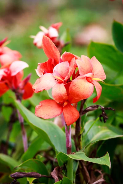 Canna flowers — Stock Photo, Image